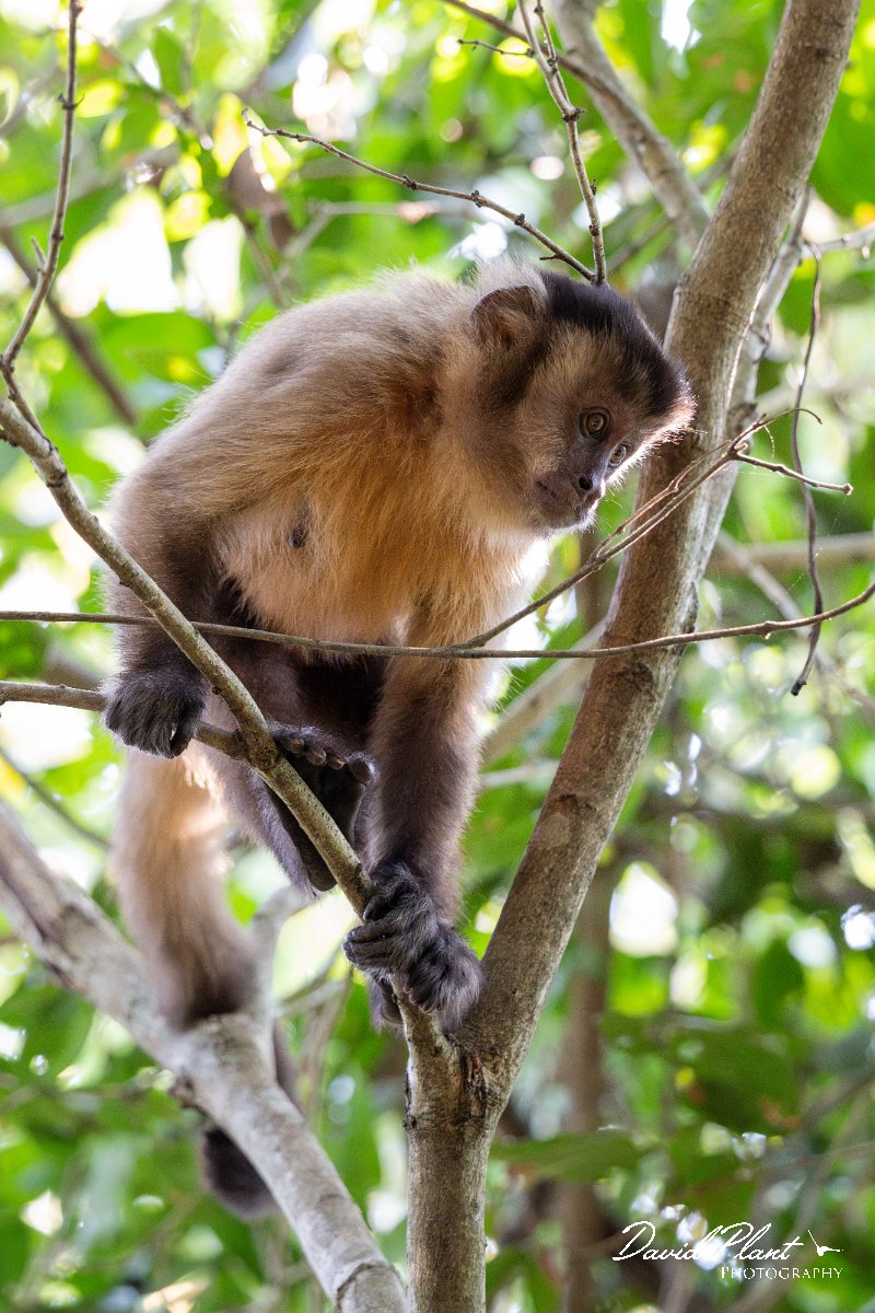 DPPhotography - Pantanal - Azara's capuchin - N.jpg - Azara's capuchin, Sapajus cay - Pantanal, Brazil