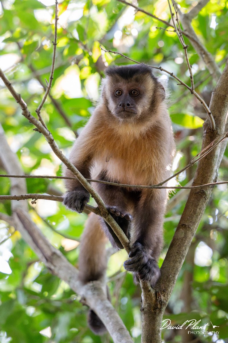 DPPhotography - Pantanal - Azara's capuchin - O.jpg - Azara's capuchin, Sapajus cay - Pantanal, Brazil