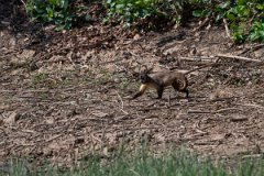DPPhotography - Pantanal - Azara's capuchin - A