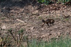 DPPhotography - Pantanal - Azara's capuchin - B