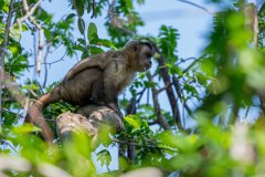 DPPhotography - Pantanal - Azara's capuchin - D