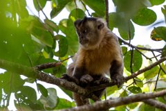 DPPhotography - Pantanal - Azara's capuchin - E