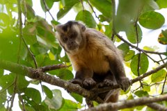DPPhotography - Pantanal - Azara's capuchin - G