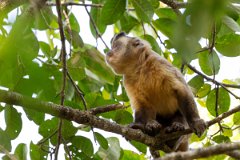 DPPhotography - Pantanal - Azara's capuchin - H