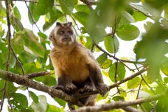 DPPhotography - Pantanal - Azara's capuchin - I