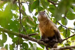 DPPhotography - Pantanal - Azara's capuchin - J
