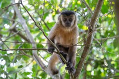DPPhotography - Pantanal - Azara's capuchin - K