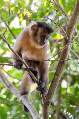 DPPhotography - Pantanal - Azara's capuchin - M