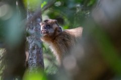 DPPhotography - Pantanal - Azara's capuchin - P