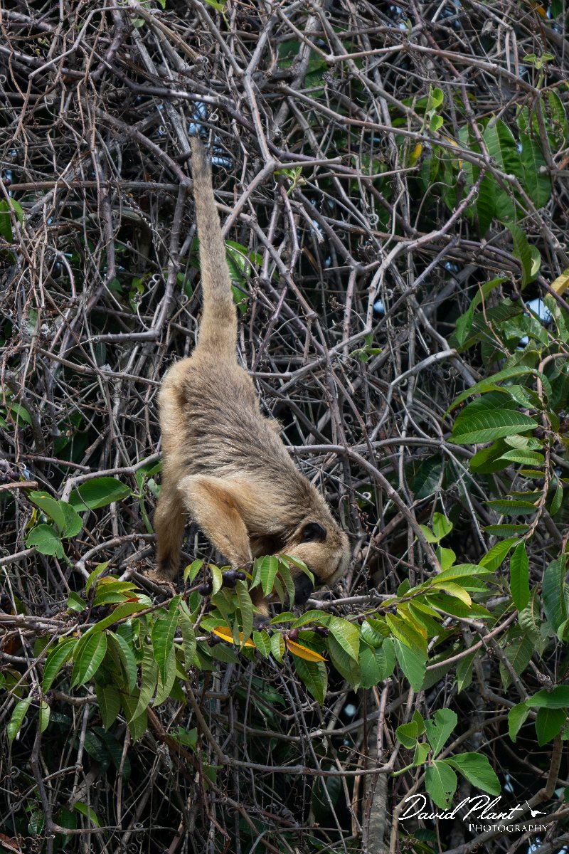 DPPhotography - Pantanal - Black and gold howler - B.jpg - Black and gold howler, Alouatta caraya, female - Pantanal, Brazil