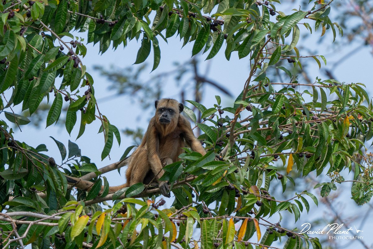 DPPhotography - Pantanal - Black and gold howler - C.jpg - Black and gold howler, Alouatta caraya, female - Pantanal, Brazil
