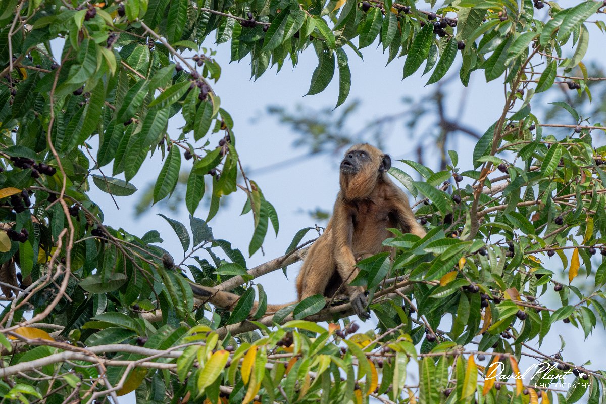 DPPhotography - Pantanal - Black and gold howler - D.jpg - Black and gold howler, Alouatta caraya, female - Pantanal, Brazil