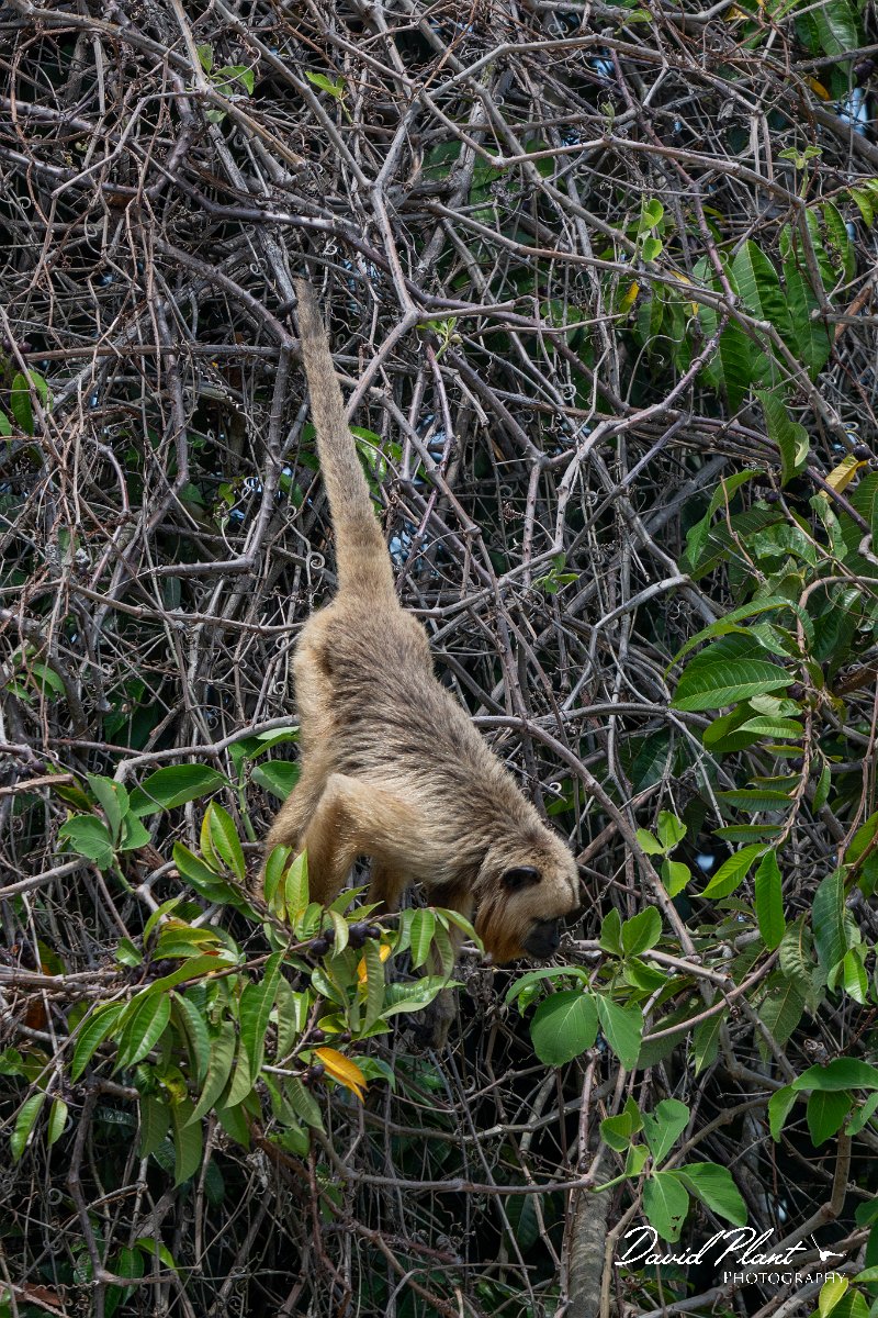 DPPhotography - Pantanal - Black and gold howler - E.jpg - Black and gold howler, Alouatta caraya, female - Pantanal, Brazil