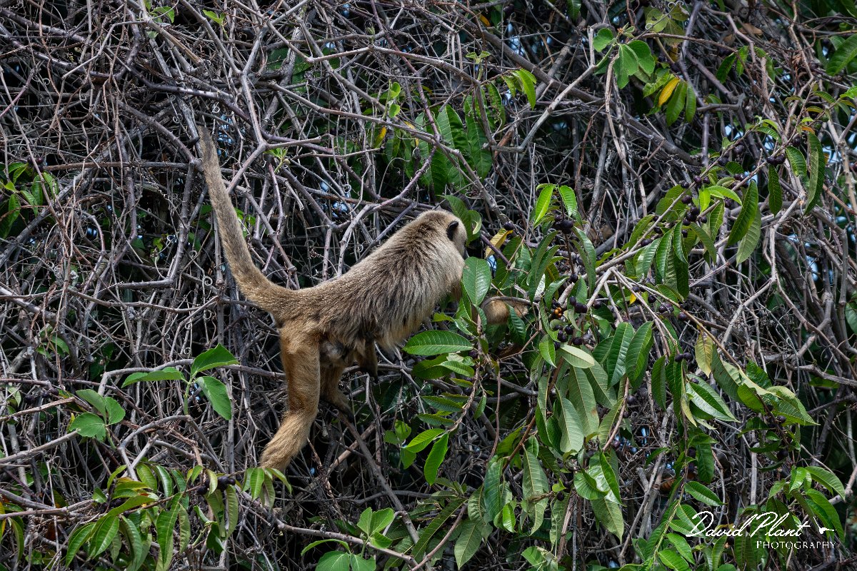 DPPhotography - Pantanal - Black and gold howler - F.jpg - Black and gold howler, Alouatta caraya, female - Pantanal, Brazil