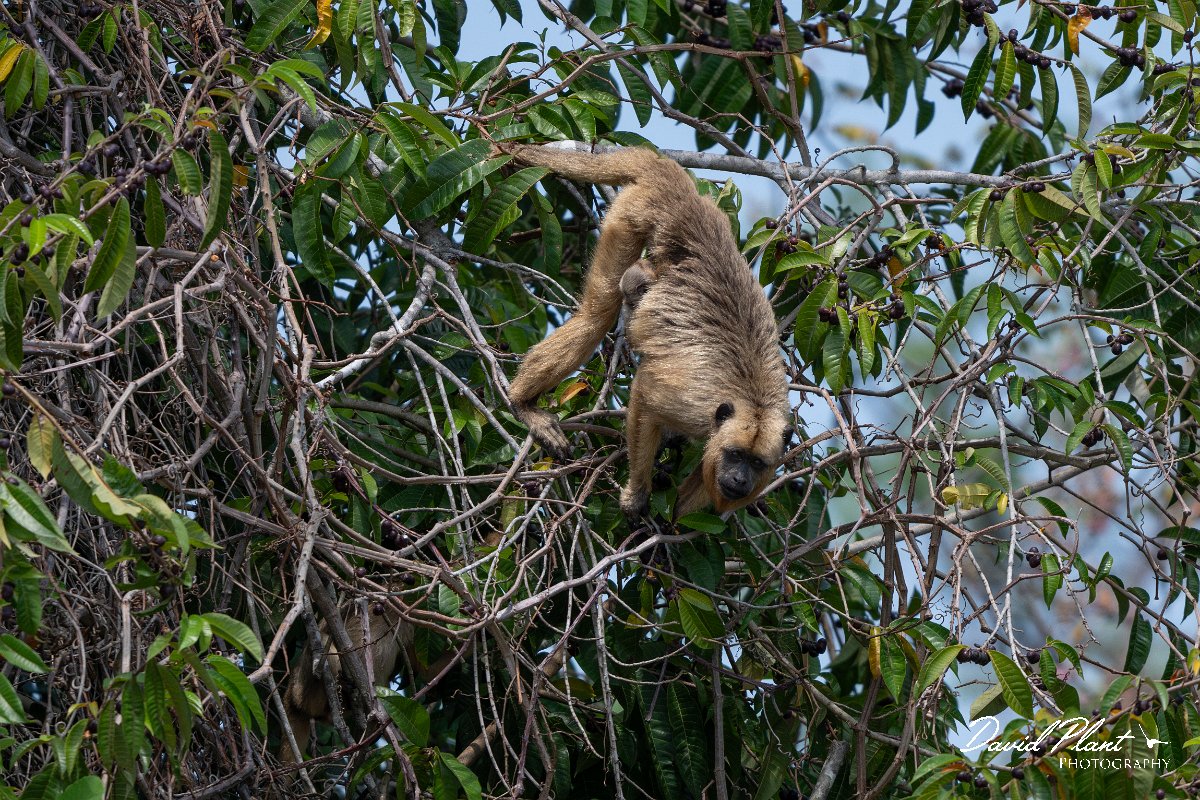 DPPhotography - Pantanal - Black and gold howler - H.jpg - Black and gold howler, Alouatta caraya, female - Pantanal, Brazil