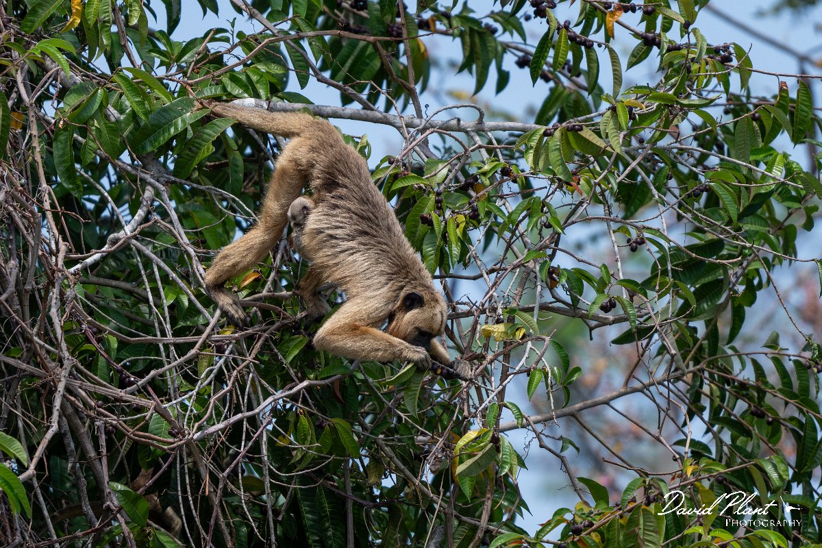 DPPhotography - Pantanal - Black and gold howler - I.jpg - Black and gold howler, Alouatta caraya, female - Pantanal, Brazil