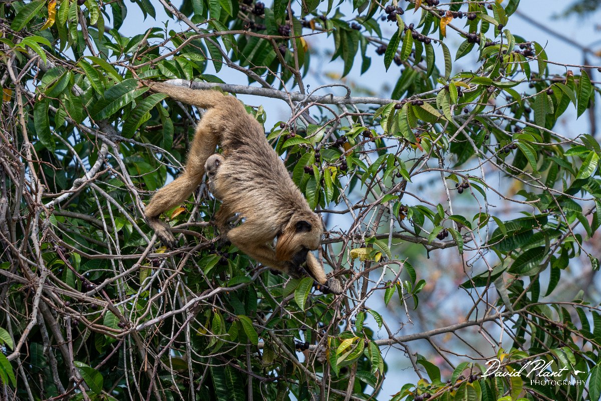 DPPhotography - Pantanal - Black and gold howler - J.jpg - Black and gold howler, Alouatta caraya, female - Pantanal, Brazil