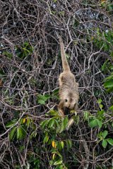 DPPhotography - Pantanal - Black and gold howler - A