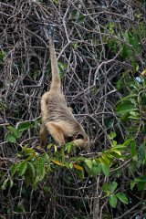 DPPhotography - Pantanal - Black and gold howler - B