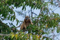 DPPhotography - Pantanal - Black and gold howler - C