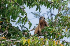 DPPhotography - Pantanal - Black and gold howler - D