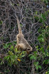 DPPhotography - Pantanal - Black and gold howler - E