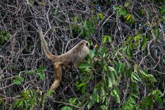 DPPhotography - Pantanal - Black and gold howler - F