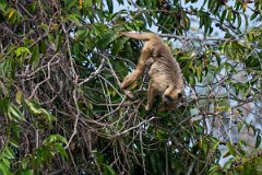 DPPhotography - Pantanal - Black and gold howler - G