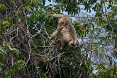 DPPhotography - Pantanal - Black and gold howler - H