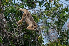 DPPhotography - Pantanal - Black and gold howler - I