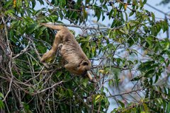 DPPhotography - Pantanal - Black and gold howler - J