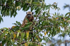 DPPhotography - Pantanal - Black and gold howler - K
