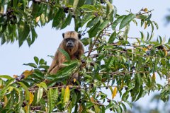 DPPhotography - Pantanal - Black and gold howler - L