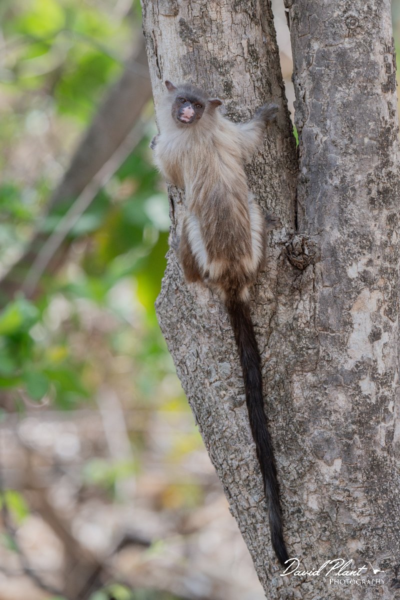 DPPhotography - Pantanal - Black-tailed marmoset - AC.jpg - Black-tailed marmoset, Mico melanurus - Parque Mãe Bonifácia, Cuiaba, Brazil