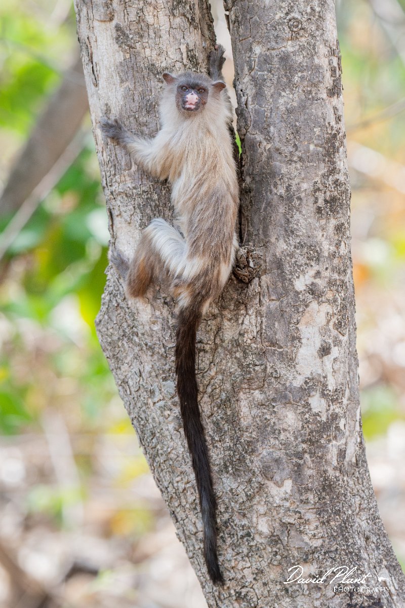 DPPhotography - Pantanal - Black-tailed marmoset - AD.jpg - Black-tailed marmoset, Mico melanurus - Parque Mãe Bonifácia, Cuiaba, Brazil
