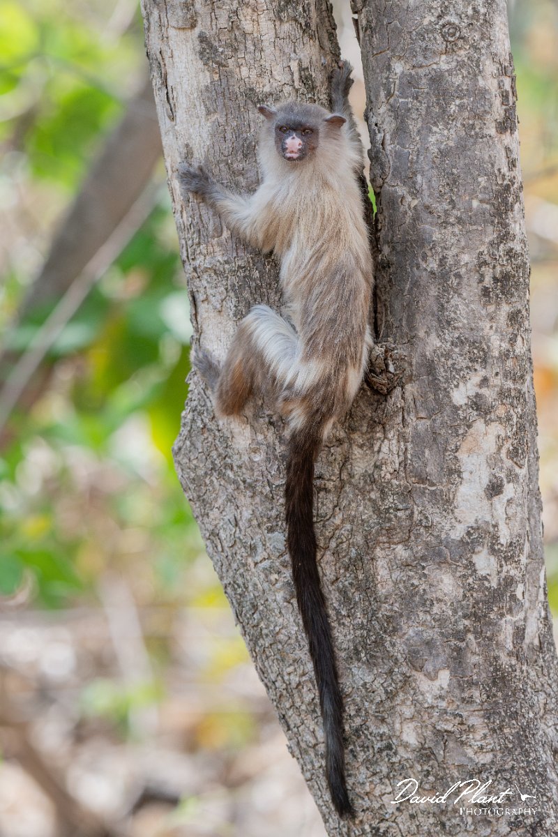 DPPhotography - Pantanal - Black-tailed marmoset - AE.jpg - Black-tailed marmoset, Mico melanurus - Parque Mãe Bonifácia, Cuiaba, Brazil
