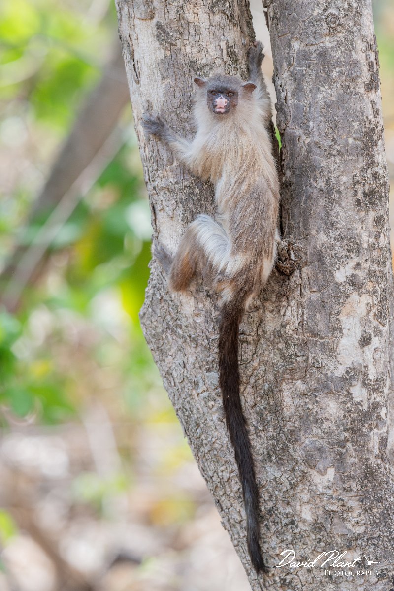 DPPhotography - Pantanal - Black-tailed marmoset - AF.jpg - Black-tailed marmoset, Mico melanurus - Parque Mãe Bonifácia, Cuiaba, Brazil