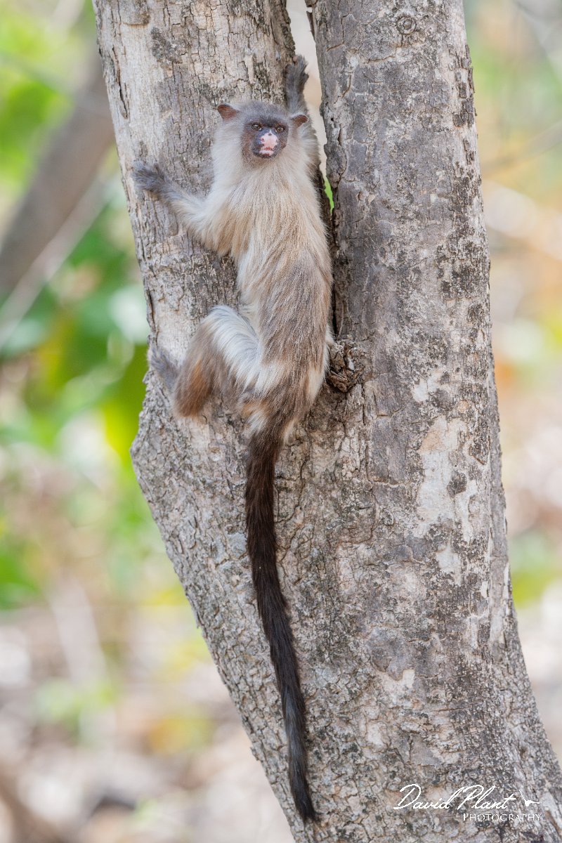 DPPhotography - Pantanal - Black-tailed marmoset - AG.jpg - Black-tailed marmoset, Mico melanurus - Parque Mãe Bonifácia, Cuiaba, Brazil