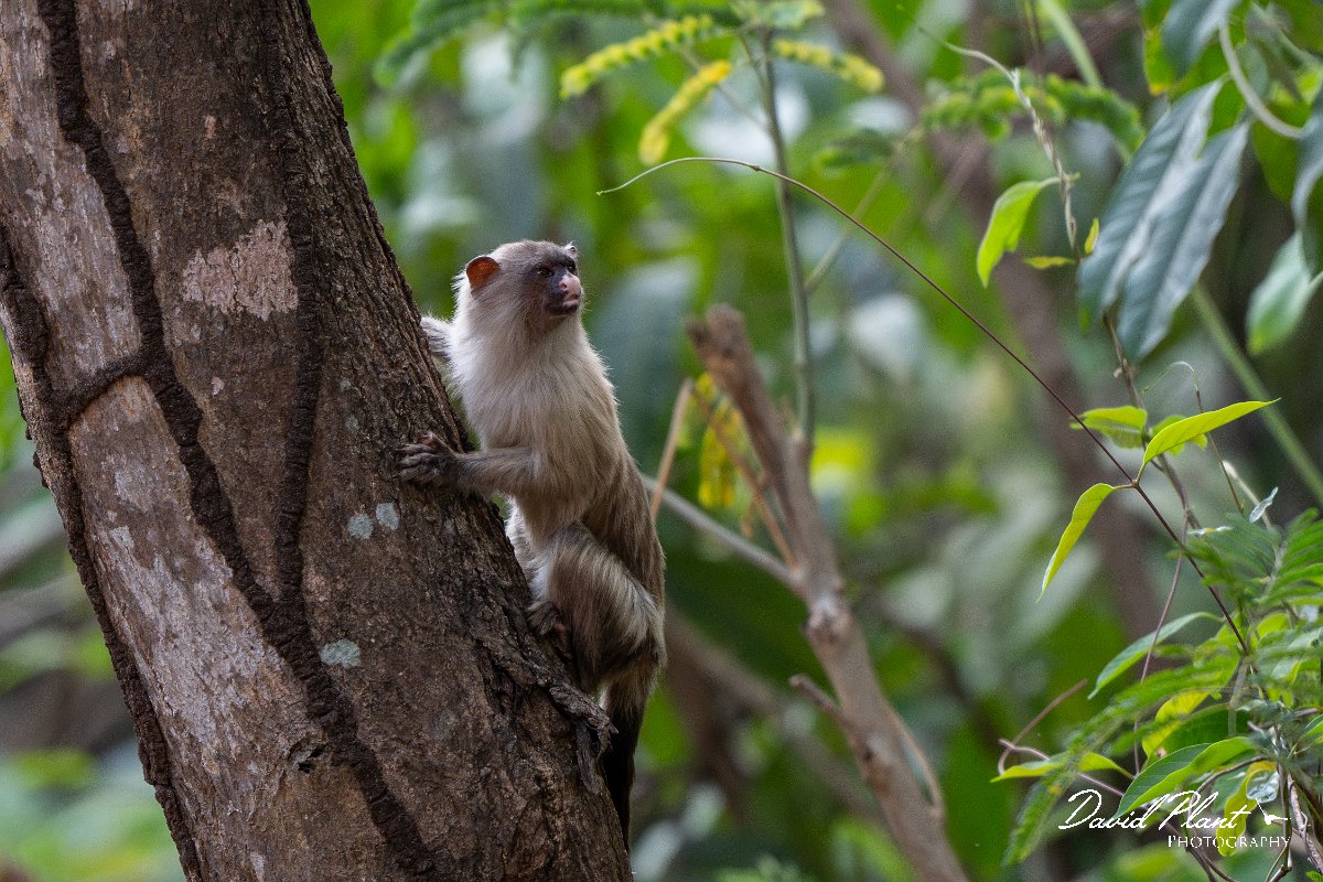 DPPhotography - Pantanal - Black-tailed marmoset - B.jpg - Black-tailed marmoset, Mico melanurus - Parque Mãe Bonifácia, Cuiaba, Brazil