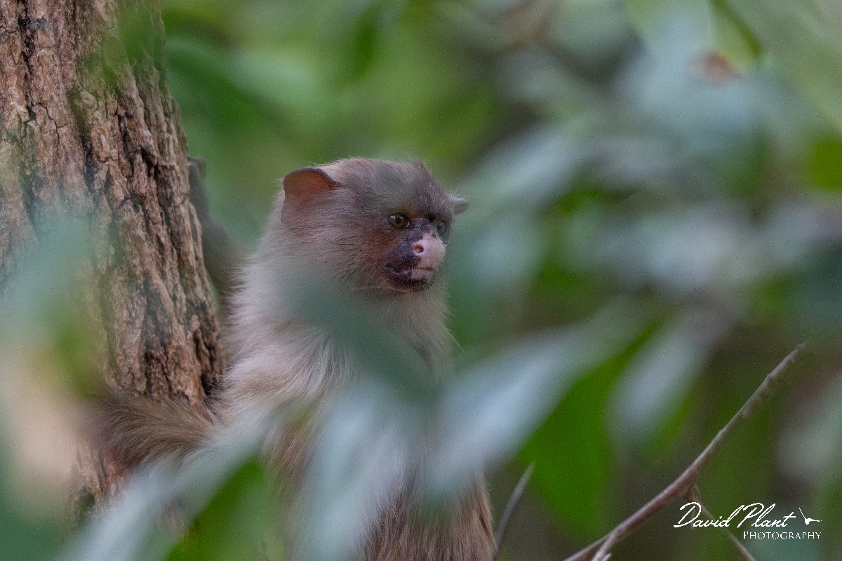 DPPhotography - Pantanal - Black-tailed marmoset - C.jpg - Black-tailed marmoset, Mico melanurus - Parque Mãe Bonifácia, Cuiaba, Brazil