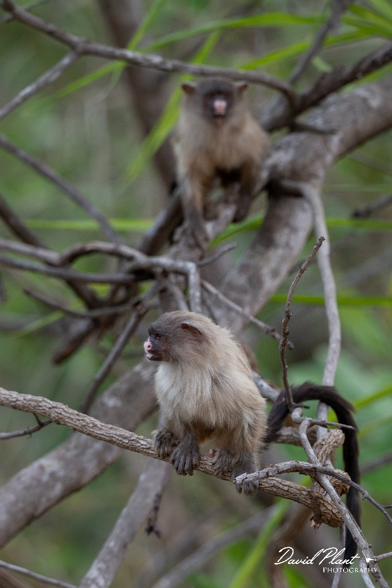 DPPhotography - Pantanal - Black-tailed marmoset - E.jpg - Black-tailed marmoset, Mico melanurus - Parque Mãe Bonifácia, Cuiaba, Brazil