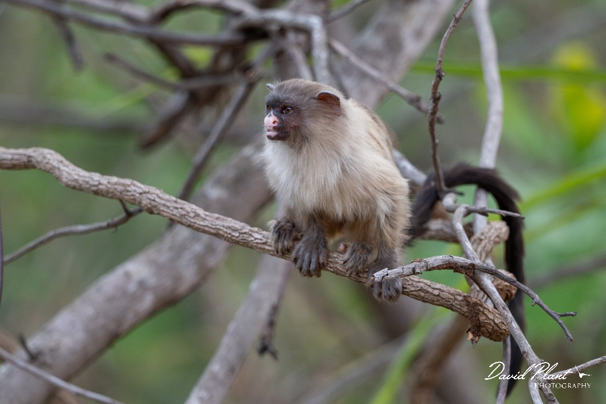 DPPhotography - Pantanal - Black-tailed marmoset - F.jpg - Black-tailed marmoset, Mico melanurus - Parque Mãe Bonifácia, Cuiaba, Brazil