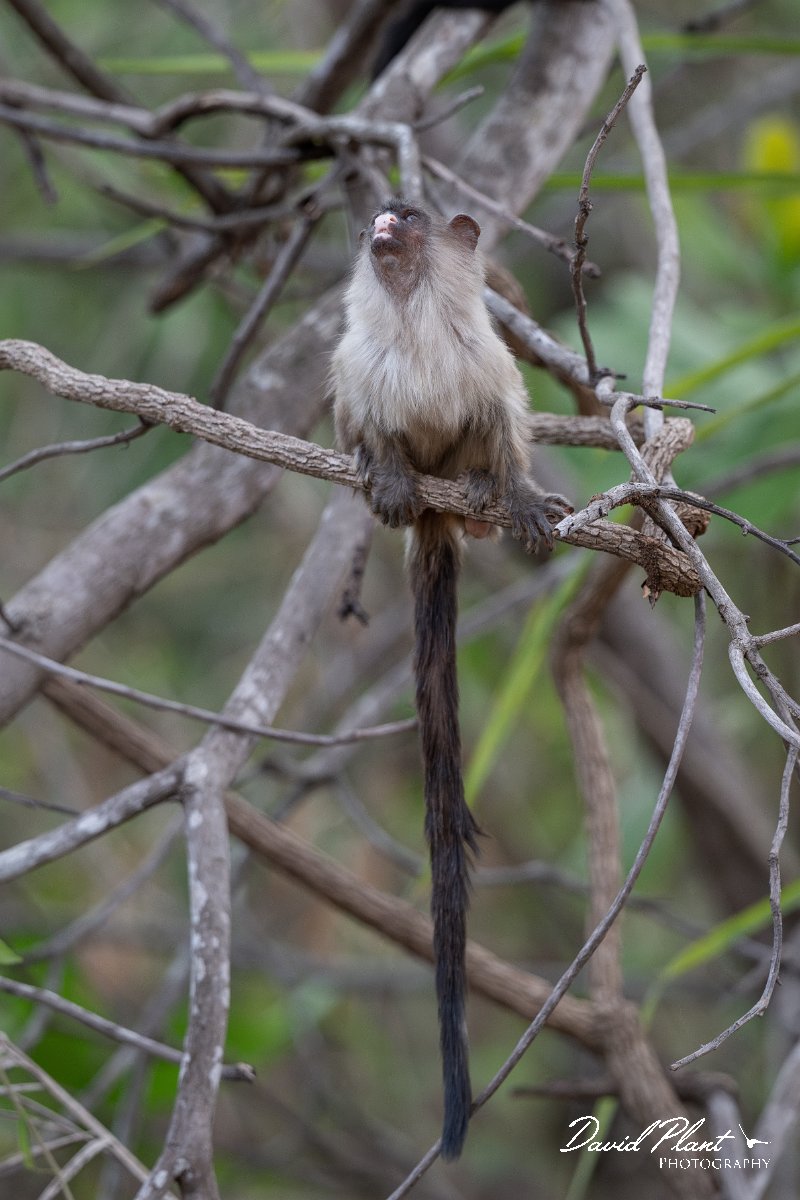DPPhotography - Pantanal - Black-tailed marmoset - H.jpg - Black-tailed marmoset, Mico melanurus - Parque Mãe Bonifácia, Cuiaba, Brazil