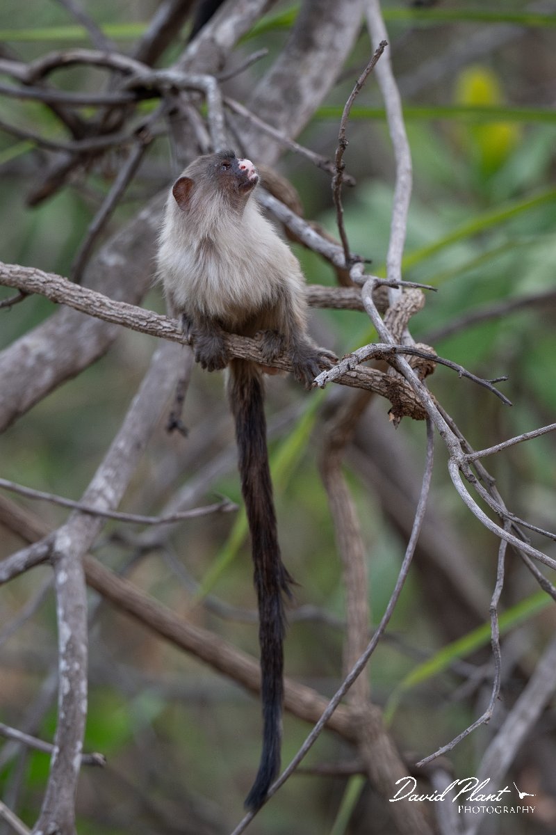 DPPhotography - Pantanal - Black-tailed marmoset - I.jpg - Black-tailed marmoset, Mico melanurus - Parque Mãe Bonifácia, Cuiaba, Brazil