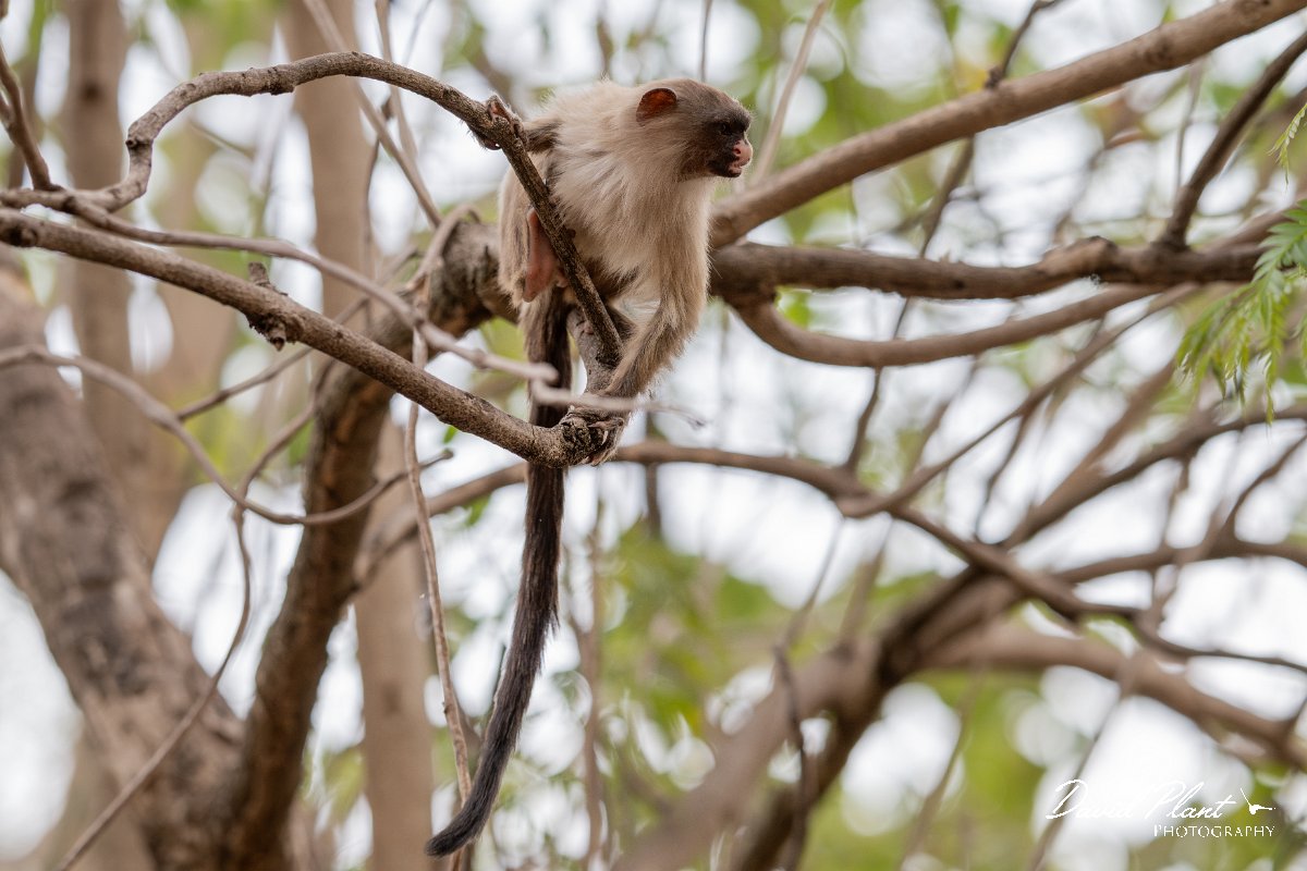 DPPhotography - Pantanal - Black-tailed marmoset - K.jpg - Black-tailed marmoset, Mico melanurus - Parque Mãe Bonifácia, Cuiaba, Brazil