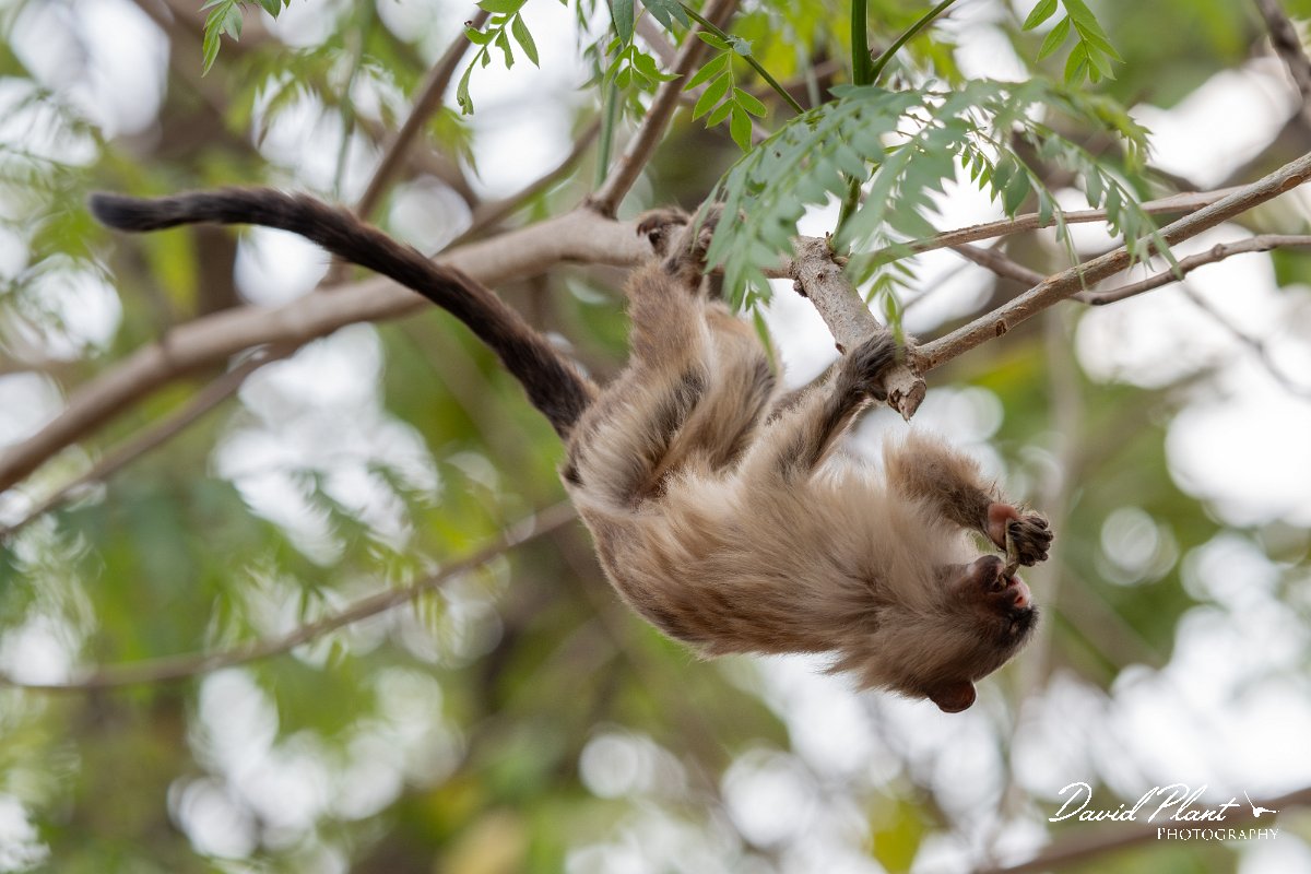 DPPhotography - Pantanal - Black-tailed marmoset - L.jpg - Black-tailed marmoset, Mico melanurus - Parque Mãe Bonifácia, Cuiaba, Brazil