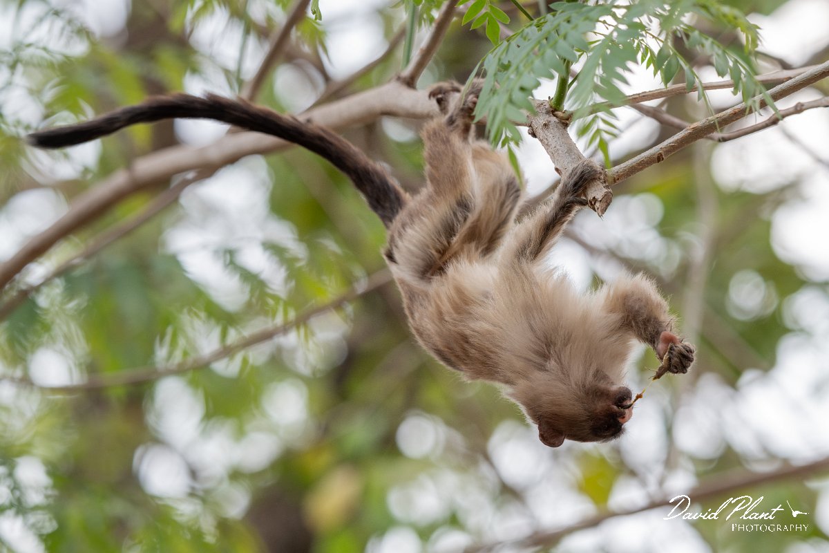DPPhotography - Pantanal - Black-tailed marmoset - M.jpg - Black-tailed marmoset, Mico melanurus - Parque Mãe Bonifácia, Cuiaba, Brazil