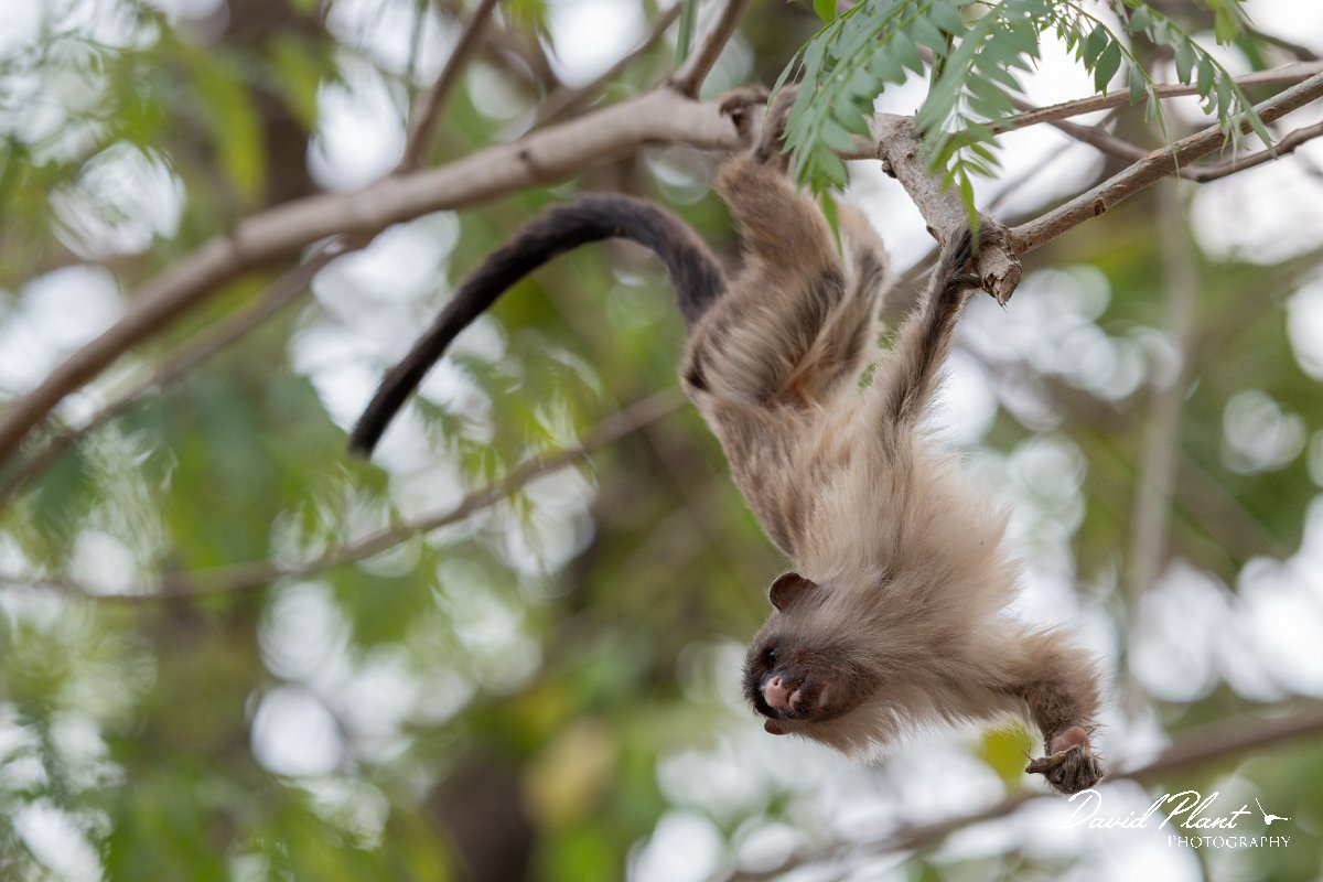 DPPhotography - Pantanal - Black-tailed marmoset - N.jpg - Black-tailed marmoset, Mico melanurus - Parque Mãe Bonifácia, Cuiaba, Brazil
