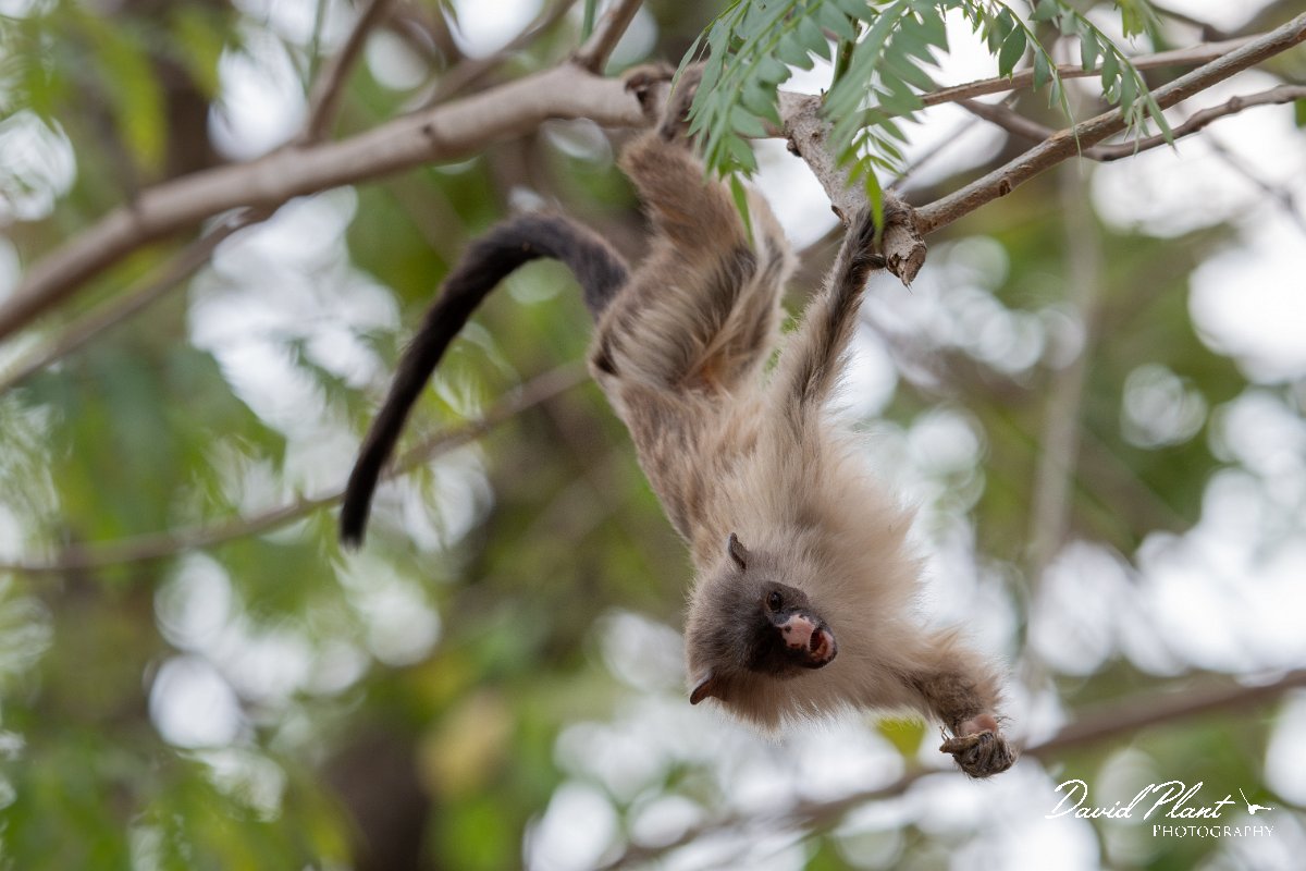 DPPhotography - Pantanal - Black-tailed marmoset - O.jpg - Black-tailed marmoset, Mico melanurus - Parque Mãe Bonifácia, Cuiaba, Brazil