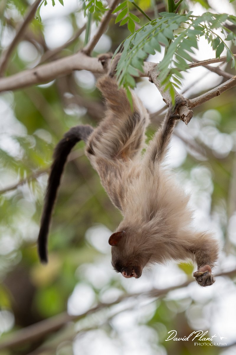 DPPhotography - Pantanal - Black-tailed marmoset - Q.jpg - Black-tailed marmoset, Mico melanurus - Parque Mãe Bonifácia, Cuiaba, Brazil